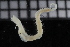  ( - ZMBN_116055)  @11 [ ] CreativeCommons - Attribution Non-Commercial Share-Alike (2017) University of Bergen Natural History Collections