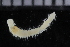  ( - ZMBN_116056)  @11 [ ] CreativeCommons - Attribution Non-Commercial Share-Alike (2017) University of Bergen Natural History Collections