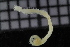  ( - ZMBN_116065)  @11 [ ] CreativeCommons - Attribution Non-Commercial Share-Alike (2017) University of Bergen Natural History Collections