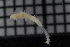  ( - ZMBN_116067)  @11 [ ] CreativeCommons - Attribution Non-Commercial Share-Alike (2017) University of Bergen Natural History Collections