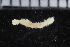  ( - ZMBN_116068)  @11 [ ] CreativeCommons - Attribution Non-Commercial Share-Alike (2017) University of Bergen Natural History Collections