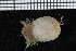  ( - ZMBN_98116)  @11 [ ] CreativeCommons - Attribution Non-Commercial Share-Alike (2015) University of Bergen University of Bergen, Natural History Collections