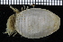  ( - ZMBN_98117)  @11 [ ] CreativeCommons - Attribution Non-Commercial Share-Alike (2015) University of Bergen University of Bergen, Natural History Collections