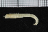  ( - ZMBN_98146)  @11 [ ] CreativeCommons - Attribution Non-Commercial Share-Alike (2015) University of Bergen University of Bergen, Natural History Collections