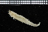  ( - ZMBN_98148)  @11 [ ] CreativeCommons - Attribution Non-Commercial Share-Alike (2015) University of Bergen University of Bergen, Natural History Collections