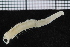  ( - ZMBN_98151)  @11 [ ] CreativeCommons - Attribution Non-Commercial Share-Alike (2015) University of Bergen University of Bergen, Natural History Collections