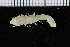 ( - ZMBN_98152)  @11 [ ] CreativeCommons - Attribution Non-Commercial Share-Alike (2015) University of Bergen University of Bergen, Natural History Collections