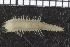  ( - ZMBN_98154)  @11 [ ] CreativeCommons - Attribution Non-Commercial Share-Alike (2015) University of Bergen University of Bergen, Natural History Collections