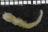 ( - ZMBN_98155)  @11 [ ] CreativeCommons - Attribution Non-Commercial Share-Alike (2015) University of Bergen University of Bergen, Natural History Collections