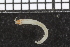  (Eclysippe sp. TA-A - ZMBN_98175)  @11 [ ] CreativeCommons - Attribution Non-Commercial Share-Alike (2015) University of Bergen University of Bergen, Natural History Collections