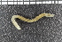  ( - ZMBN_98181)  @11 [ ] CreativeCommons - Attribution Non-Commercial Share-Alike (2015) University of Bergen University of Bergen, Natural History Collections