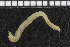  ( - ZMBN_98184)  @11 [ ] CreativeCommons - Attribution Non-Commercial Share-Alike (2015) University of Bergen University of Bergen, Natural History Collections