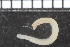  (Eclysippe sp - ZMBN_98187)  @13 [ ] CreativeCommons - Attribution Non-Commercial Share-Alike (2015) University of Bergen University of Bergen, Natural History Collections
