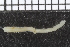  ( - ZMBN_98190)  @11 [ ] CreativeCommons - Attribution Non-Commercial Share-Alike (2015) University of Bergen University of Bergen, Natural History Collections