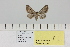  (Eupithecia sardoa - Sihvonen1574)  @11 [ ] CreativeCommons - Attribution Share-Alike (2024) Unspecified University of Helsinki