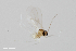  (Aprionus flavidus - ZFMK-TIS-2527200)  @12 [ ] Copyright (2014) Unspecified Zoologisches Forschungsmuseum Alexander Koenig