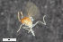  ( - ZFMK-TIS-2549492)  @11 [ ] CreativeCommons  Attribution Share-Alike (by-sa) 4.0  Unspecified Zoologisches Forschungsmuseum Alexander Koenig
