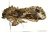  ( - 10MA-0004)  @12 [ ] CreativeCommons - Attribution (2010) CBG Photography Group Centre for Biodiversity Genomics