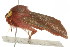  ( - 10MA-0008)  @12 [ ] CreativeCommons - Attribution (2010) CBG Photography Group Centre for Biodiversity Genomics