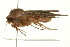  ( - 10MA-0012)  @12 [ ] CreativeCommons - Attribution (2010) CBG Photography Group Centre for Biodiversity Genomics