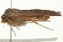  ( - 10MA-0013)  @12 [ ] CreativeCommons - Attribution (2010) CBG Photography Group Centre for Biodiversity Genomics