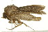  ( - 10MA-0020)  @12 [ ] CreativeCommons - Attribution (2010) CBG Photography Group Centre for Biodiversity Genomics