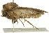  ( - 10MA-0026)  @12 [ ] CreativeCommons - Attribution (2010) CBG Photography Group Centre for Biodiversity Genomics