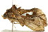  ( - 10MA-0039)  @12 [ ] CreativeCommons - Attribution (2010) CBG Photography Group Centre for Biodiversity Genomics
