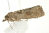  ( - 10MA-0071)  @12 [ ] CreativeCommons - Attribution (2010) CBG Photography Group Centre for Biodiversity Genomics