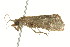  ( - TDWG-0036)  @12 [ ] CreativeCommons - Attribution (2010) CBG Photography Group Centre for Biodiversity Genomics
