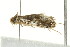  ( - TDWG-0057)  @13 [ ] CreativeCommons - Attribution (2010) CBG Photography Group Centre for Biodiversity Genomics