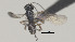  ( - CCDB-38200-C03)  @11 [ ] CreativeCommons Attribution ShareAlike (2023) (2023) M J Sharkey Research Collection of Michael Sharkey