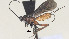 (Pneumagathis - CCDB-38201-C08)  @11 [ ] CreativeCommons Attribution ShareAlike (2023) (2023) M J Sharkey Research Collection of Michael Sharkey