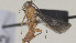  (Crassomicrodus - CCDB-38201-E01)  @11 [ ] CreativeCommons Attribution ShareAlike (2023) (2023) M J Sharkey Research Collection of Michael Sharkey