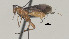  ( - CCDB-38201-F06)  @11 [ ] CreativeCommons Attribution ShareAlike (2023) (2023) M J Sharkey Research Collection of Michael Sharkey