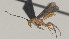  ( - CCDB-38201-G12)  @11 [ ] CreativeCommons Attribution ShareAlike (2023) (2023) M J Sharkey Research Collection of Michael Sharkey