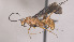  ( - CCDB-38205-B01)  @11 [ ] CreativeCommons Attribution ShareAlike (2023) (2023) M J Sharkey Research Collection of Michael Sharkey