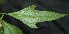  ( - BioBot05003)  @11 [ ] Copyright (2010) Unspecified Unspecified
