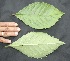  ( - BioBot05027)  @11 [ ] Copyright (2010) Unspecified Unspecified