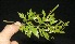  ( - BioBot10106)  @11 [ ] Copyright (2010) Unspecified Unspecified