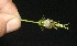 (Cosmos caudatus - BioBot10106)  @11 [ ] Copyright (2010) Unspecified Unspecified