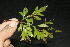  ( - BioBot10114)  @11 [ ] Copyright (2010) Unspecified Unspecified