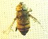  ( - MACN MKC IA 0219)  @12 [ ] CreativeCommons - Attribution Non-Commercial Share-Alike (2012) Paula Florencia Zermoglio, Jose Emilio Crespo Museo Argentino de Ciencias Naturales