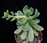  (Cremnophila linguifolia - JE-5673)  @11 [ ] Unspecified (default): All Rights Reserved  Unspecified Unspecified