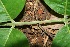  ( - BioBot00083)  @11 [ ] Copyright (2010) Unspecified Unspecified