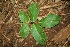  ( - BioBot00084)  @11 [ ] Copyright (2010) Unspecified Unspecified