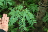 ( - BioBot00263)  @11 [ ] Copyright (2010) Unspecified Unspecified