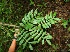  ( - BioBot00335)  @11 [ ] Copyright (2010) Unspecified Unspecified