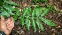  ( - BioBot00335)  @11 [ ] Copyright (2010) Unspecified Unspecified