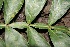  ( - BioBot00337)  @11 [ ] Copyright (2010) Unspecified Unspecified